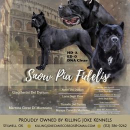 Snow - Cane Corso