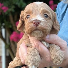 Haba - Red male Cockapoo puppy in Mocksville, North Carolina from Little Bear Doodles