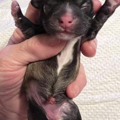 Purple Collar - Brindle and white female Shorkie puppy in Mays Landing, New Jersey from Fancy Paws Shorkies & Shih Tzus