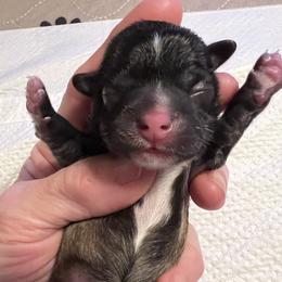 Purple Collar - Brindle and white female Shorkie puppy in Mays Landing, New Jersey from Fancy Paws Shorkies & Shih Tzus