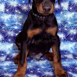 Black - Black and rust male Doberman Pinscher puppy in Louisville, Kentucky from Ruiz Dobermans