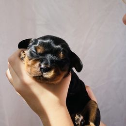 Cavalier King Charles Spaniels from Blooming Cavaliers