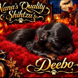 Deebo - Black white and silver male Shih Tzu puppy in Sacramento, California from NANA’S  QUALITY SHIH TZU'S