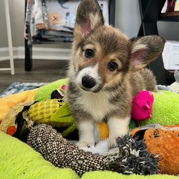 Pembroke Welsh Corgi Puppies from Clearsky Corgis