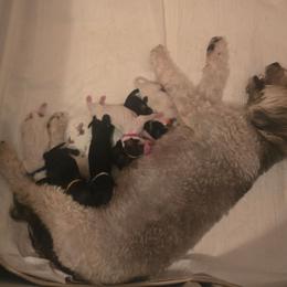 Martha - Black and tan female Yorkipoo puppy in San Diego, California from TheSocialk9