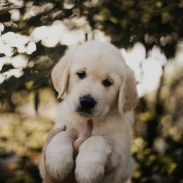 Golden Retriever Puppies from Rosemary Goldens