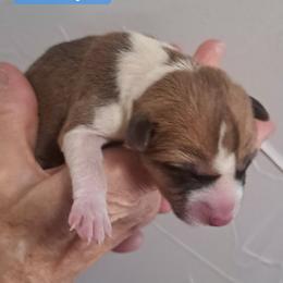 Red Boy 1 - Red and white male Basenji puppy in Tuttle, Oklahoma from Steadfast Farm (SFF)