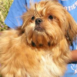 Barry - Red male Shih Tzu puppy in Brooklyn, New York from Pretty Paws Shih Tzu's
