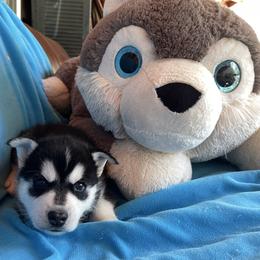 Tucker - Black and white male Siberian Husky puppy in Diamond Lake, Washington from Husky Haven WA
