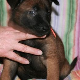 Belgian Malinois Puppies from MPACT Malinois