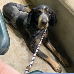 American Leopard Hound, Bluetick Coonhound, and German Shepherd All Grown Up from Haus Biery German Shepherds, Benchmark Blueticks & Leopard Hounds