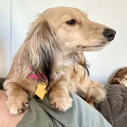 Bellamy - Dachshund
