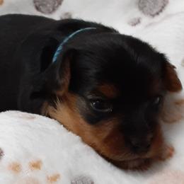 Tae Byler - Black and tan male Yorkshire Terrier puppy in Gurley, Alabama from Rhondas yorkies