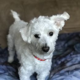Charlie - Maltipoo
