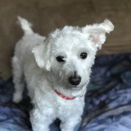 Charlie - Maltipoo