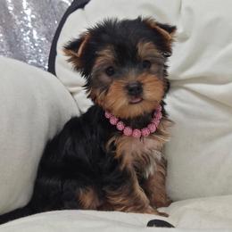 Daisy - Blue and gold female Yorkshire Terrier puppy in Monticello, Iowa from Ashley’s Puppies