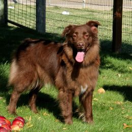 Australian Shepherd All Grown Up from Einhorn Aussies