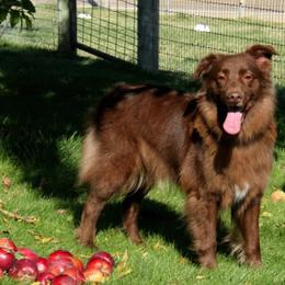Australian Shepherd All Grown Up from Einhorn Aussies