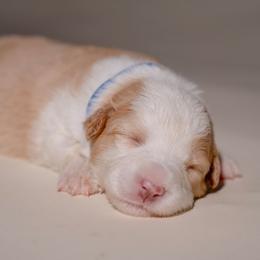Tarzan - White and gold male Border Collie puppy in Fresno, California from Alpine Tails