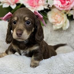 Dachshund Puppies from Doxi Delights AKC Miniature Dachshunds