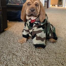 Bloodhound and Mastiff Puppies from Teoc Bloodhounds and Mastiffs