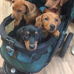 German Pinscher Puppies from LinDee Kennel