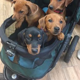 German Pinscher Puppies from LinDee Kennel