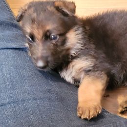 German Shepherd Puppies from Lux Shepherds