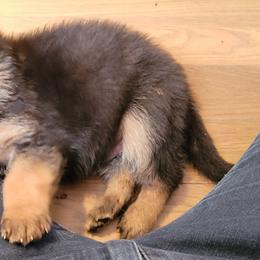 German Shepherd Puppies from Lux Shepherds