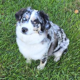 Molly - Miniature Australian Shepherd