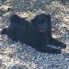 Swedish Lapphunds from Claryhill Kennel