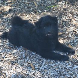Swedish Lapphunds from Claryhill Kennel