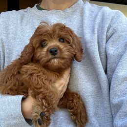 Rusty - Red male Cavapoo puppy in Midland, North Carolina from Rocky River Cavapoos