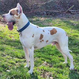 Cypress - Great Dane