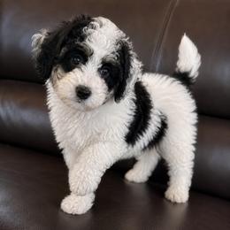 Dottie  Tricolor Parti Bernedoodle Girl - Tri-color female Bernedoodle puppy in Surprise, Arizona from Gentle Paw Goldendoodles