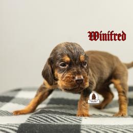 Winifred - Liver and tan female Bloodhound puppy in Wamego, Kansas from Flint Hills Hounds
