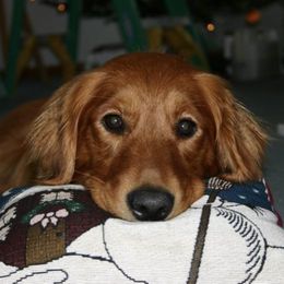 Golden Retrievers from Audrey Coleman's Golden Retrievers