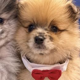 Pomeranians from Precious Poms