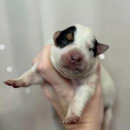 Clover - Blue speckled female Australian Cattle Dog puppy in Rosharon, Texas from 4Surge Cattle Dogs