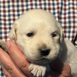 Yellow ribbon boy - Light golden male Golden Retriever puppy in Graysville, Tennessee from Country Goldens and Mountain Top Cavaliers