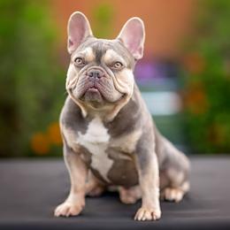 Legend - French Bulldog