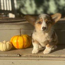 Lucky - Blue merle and white male American Corgi puppy in East Oakdale, California from Rhettro Kennels