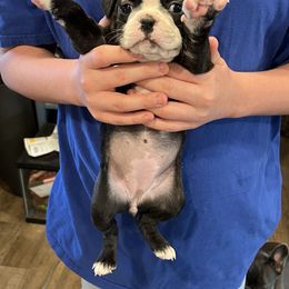 Jackie - Black brindle and white female Boston Terrier puppy in Wathena, Kansas from Burr Oak Bostons