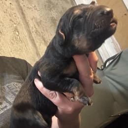 Boy 1 - Black and tan male German Shepherd puppy in Barnhart, Missouri from Combat Creek German Shepherds