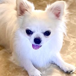 Chihuahuas from Ivory Jewel Chihuahuas
