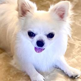 Chihuahuas from Ivory Jewel Chihuahuas