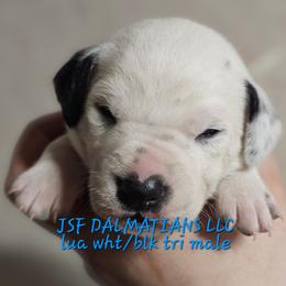 Blue - White and black male Dalmatian puppy in Conrath, Wisconsin from JSF Dalmatians LLC