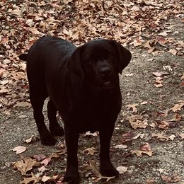 Hannah - Labrador Retriever