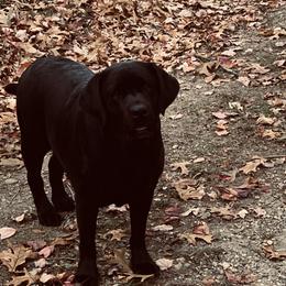 Hannah - Labrador Retriever