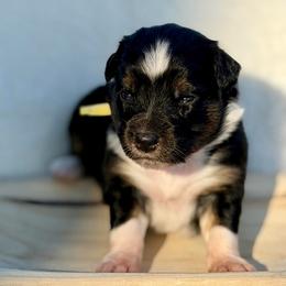 Yellow collar - Black tri-color female Aussiedoodle puppy in 32046, Florida from River Hill Ranch